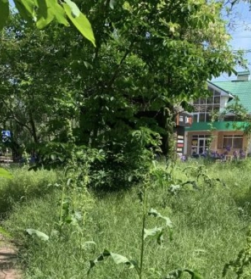 Центр Миколаєва перетворився на джунглі