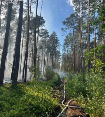 Вогонь охопив близько 5 гектарів: на Волині ліквідовували масштабну лісову пожежу