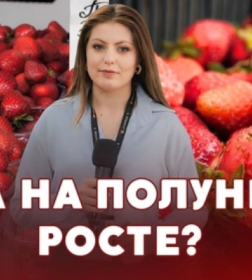 Сезон стартував: скільки коштує полуниця на луцькому ринку та чи чекати здешевлення (відео)