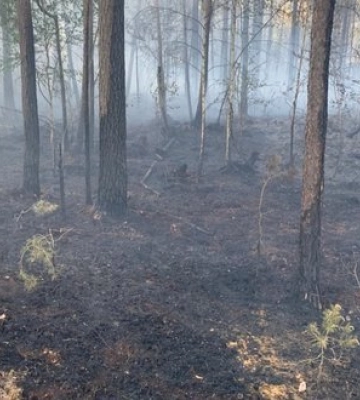 Після падіння "Шахеда" вигорів гектар лісу на Рівненщині. ФОТО