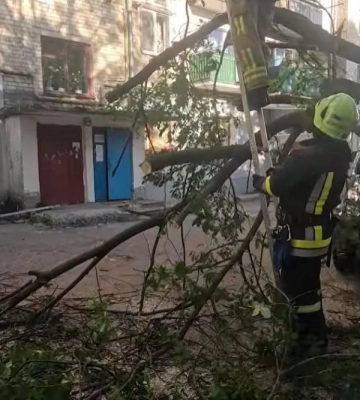В Острозі дерево впало на два автомобілі (ВІДЕО)