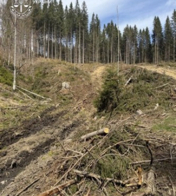 На Рахівщині майстра лісу підозрюють у розтраті деревини на понад 660 тисяч гривень