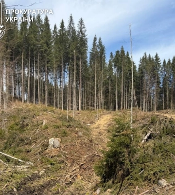 На Рахівщині майстра лісу підозрюють у розтраті деревини на понад 660 тисяч гривень