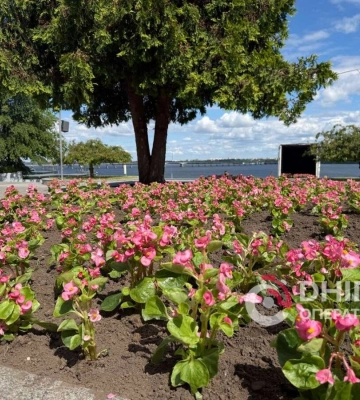 В Днепре парки и скверы украшают тысячями бегоний (Фото)
