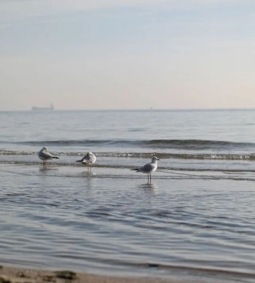 Когда прогреется вода в море в Одессе: что говорят синоптики