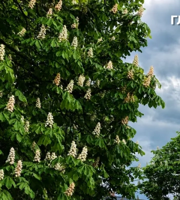 Частину України накриють дощі: погода на 3 червня 2026 року