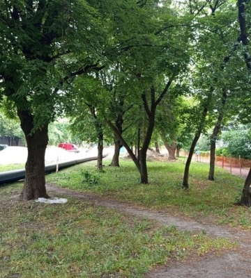 У Львові на вул. Тернопільській, 18 впало дерево