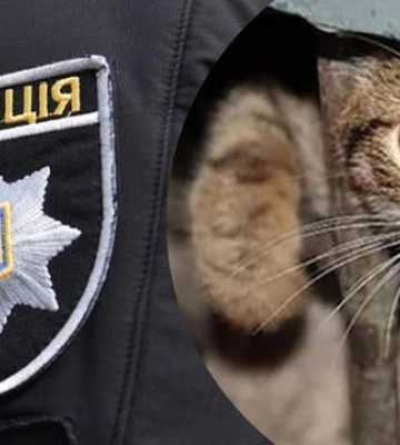 Душила кота на камеру: поліція Павлограда відкрила кримінальне провадження
