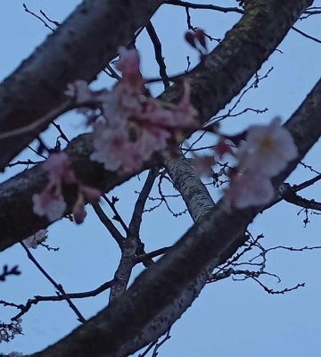 Декабрьское чудо: на набережной Днепра зацвела вишня 