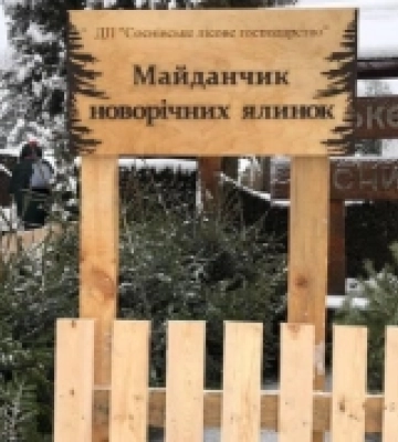 Сосни, ялинки, ялівці: скільки дерев для продажу на свята заготували лісгоспи Рівненщини