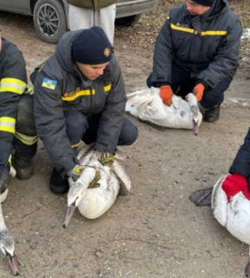 На Київщині врятували лебедів, які примерзли до криги