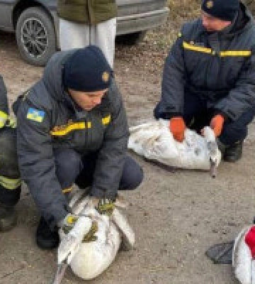 Рятувальники Київщини визволили лебедів з крижаної пастки