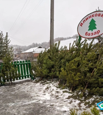Тысячи новогодних елок планируют срубить на Харьковщине. Известны цены