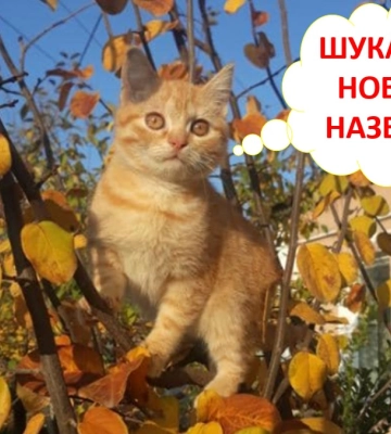 Волонтерська організація в Ізмаїлі оголошує конкурс на найкращу назву