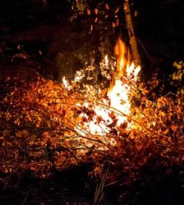 Декоративні культури спалюють сухі гілки: мешканці Полтави обурені ВІДЕО