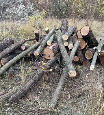 На Одещині правоохоронці викрили &quot;чорного лісоруба&quot;, - ФОТО