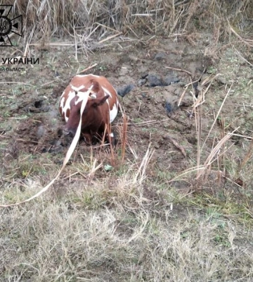 На Одещині рятувальники витягли з болота корову