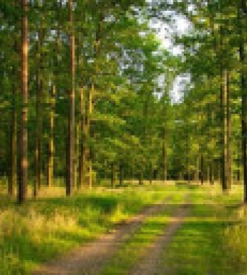 У білорусі зняли заборону на відвідування лісів поруч з Україною