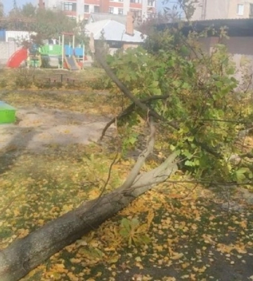 69-річний мешканець Тернополя загинув внаслідок падіння дерева