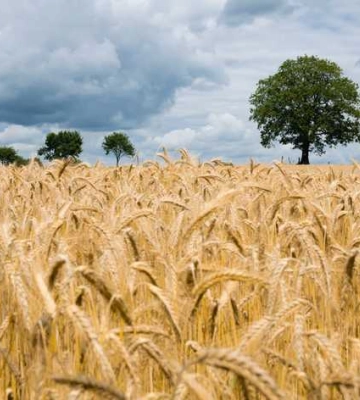 Україна відправила 25 тис. тонн пшениці на Сомалі за програмою Grain From Ukraine