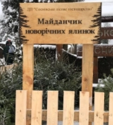 Де на Рівненщині купити живу ялинку: ціни та контакти