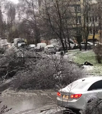 У Львові вирує негода: повалені дерева, обледенілі дороги 
