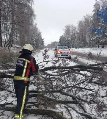 Гілки неодноразово падали на землю: на Волині зрізали аварійні дерева