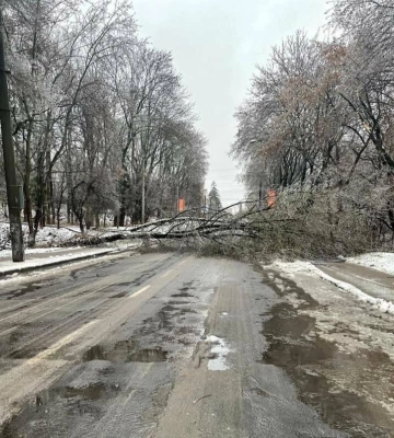 Через негоду у Львові впали 119 дерев