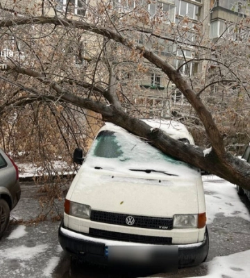 Через негоду у Львові впали 119 дерев