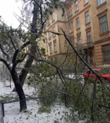 У Львові через негоду впало майже 120 дерев