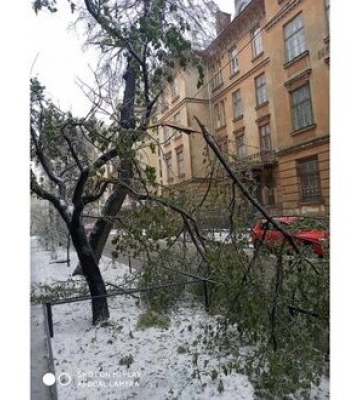 Через негоду у Львові впали понад 100 дерев, пошкоджено автомобілі, - міськрада