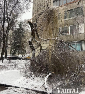 Крижана негода у Львові: Вітер повалив більше сотні дерев, електротранспорт не курсує (ФОТО)