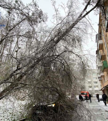 Як рятувальники різали дерева у Львові 