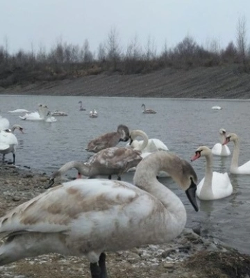 Російські військові заради розваги розстрілюють червонокнижних птахів на окупованій території Херсонщини, - Хлань