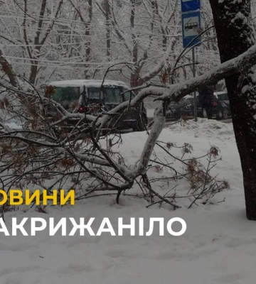 Львівщину накрила негода: що робити, якщо дерево впало на вашу автівку та пошкодило її? (відео)