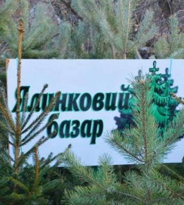 У Запоріжжі почали продавати новорічні ялинки - ціни