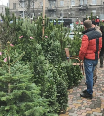У Дніпрі відкрилися перші пункти продажу новорічних ялинок: адреси