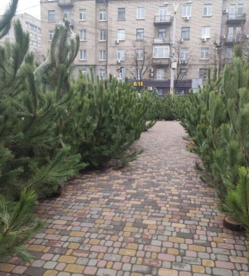Перевірено на собі: скільки у Дніпрі реально коштує новорічна ялинка