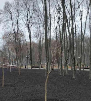 Столичний парк “Інтернаціональний” поповнився ще понад двома десятками дерев 