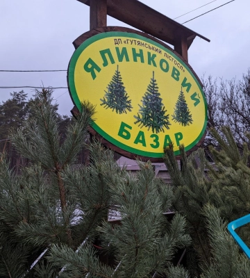 Де на Харківщині купити бюджетну новорічну ялинку (репортаж)