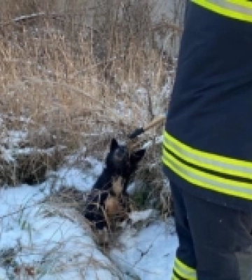 У Луцьку рятувальники витягнули з-під землі собаку 