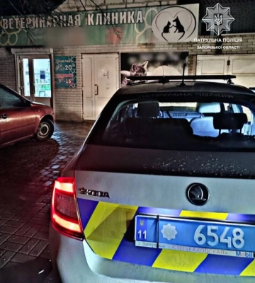 У Запоріжжі водій іномарки збив собаку і залишив її помирати