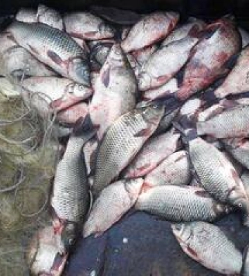 Цьогоріч в області браконьєри наловили риби майже на 50 мільйонів