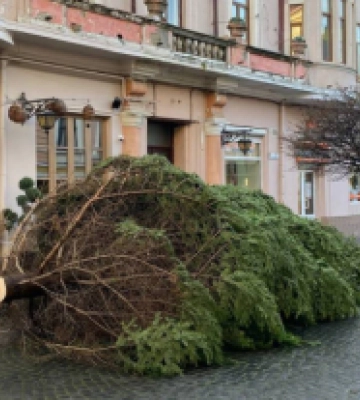 У центрі Чернівців встановили святкову новорічну ялинку
