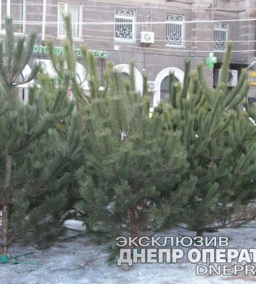 Купити ялинку в Дніпрі 2022: стали відомі точки продажу (Адреси)