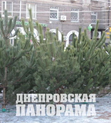 Де у Дніпрі відкрили офіційні ялинкові базари (адреси)