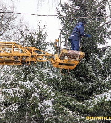 У центральному парку Луцька прикрашають ялинки. Фото