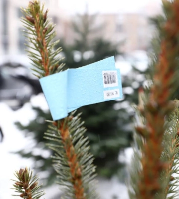 У Києві посилено контролюватимуть законність продажу хвойних дерев – який штраф за незаконну торгівлю