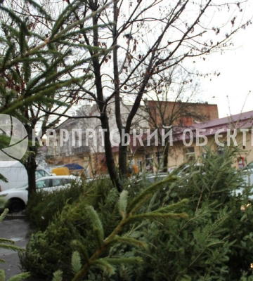 На центральній вулиці Берегова з’явилися живі ялинки