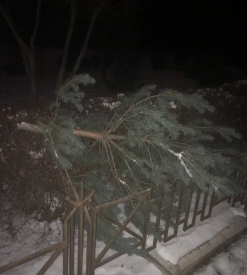 У Києві чоловік під час комендантської години спилив ялинку у парку Партизанської слави (ФОТО)